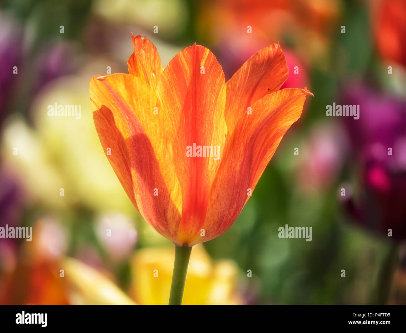 BACKGROUND - Orange Tulip against multi-colour background Stock Photo