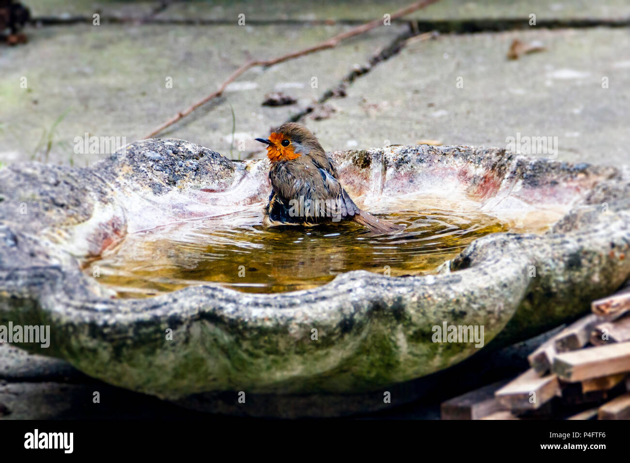 Garden bird bath robin hires stock photography and images Alamy