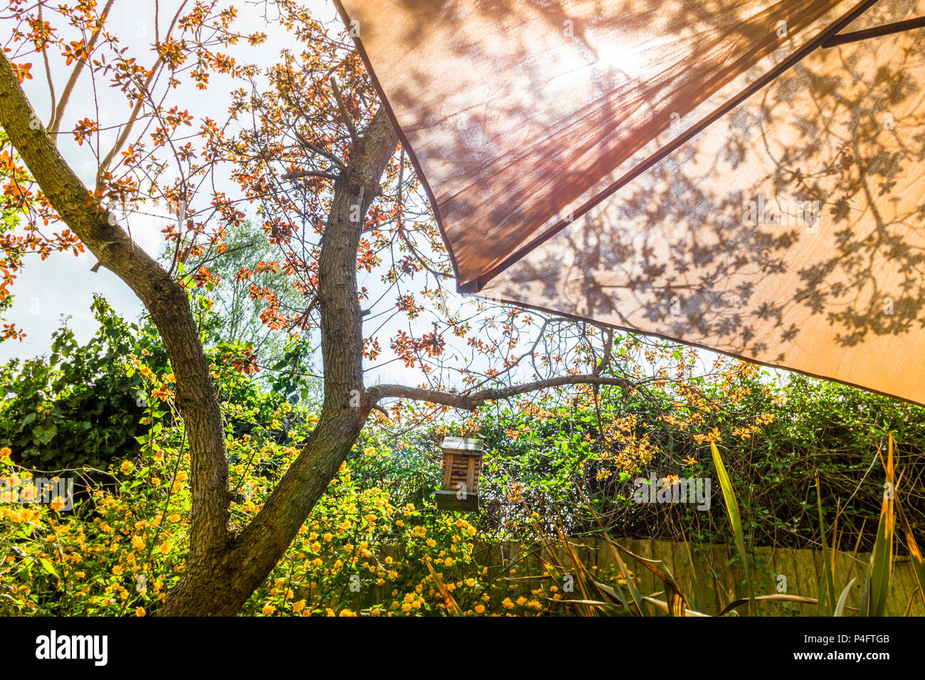 Sun shining through parasol and leaves in an urban garden with yellow jasmine flowers and bird feeder Stock Photo