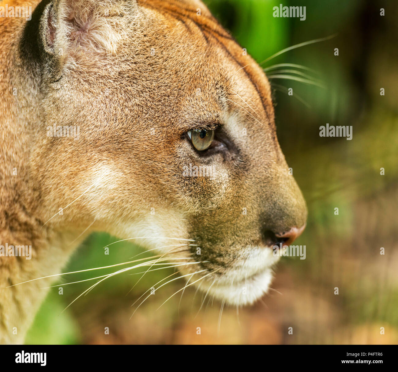Puma Face High Resolution Stock Photography And Images Alamy