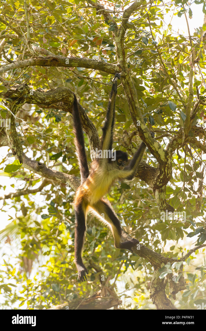 Yucatan spider monkey swings from a tree branch in forest Stock Photo