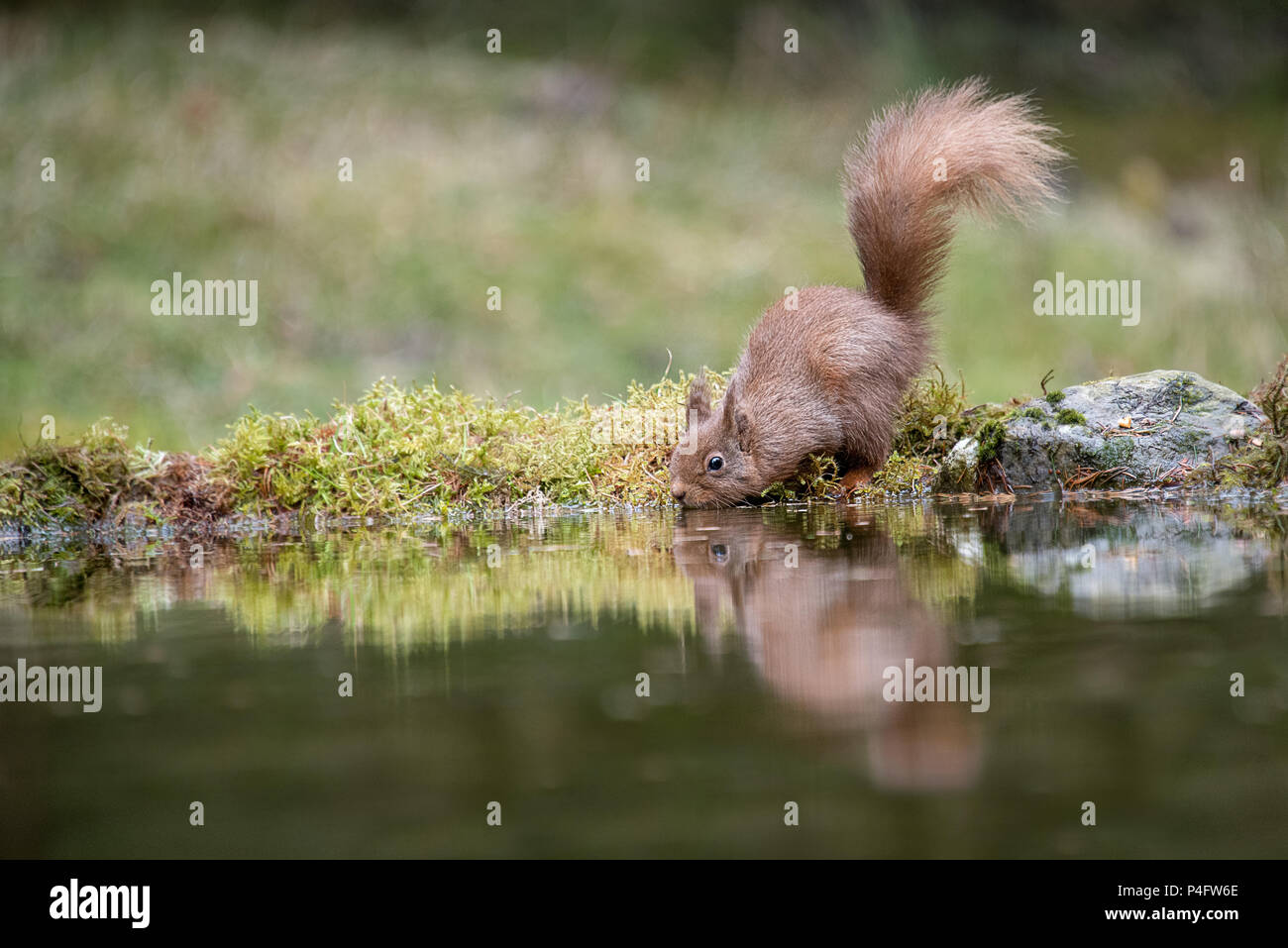 A close photograph of a red squirrel with a bushy tail at a pond drinking and with its reflection in the water Stock Photo