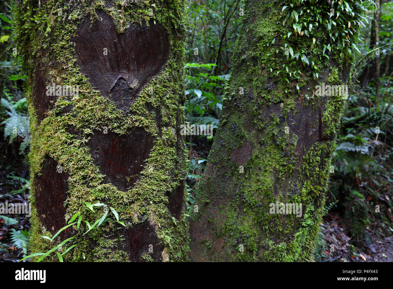 Love hearts carved into bark of tree Stock Photo