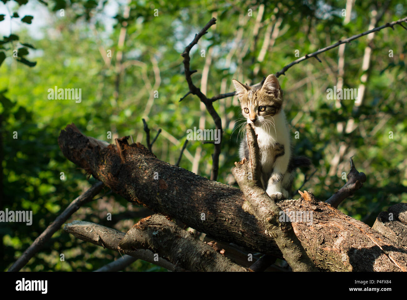 Cute kitty is standing on a tree trunk in the woods. The kitten is a domestic short-haired cat. Stock Photo