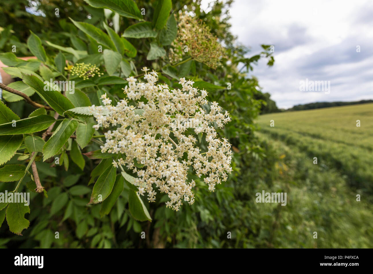 Elderflowers growing in a hedgerow. Suffolk, UK. Stock Photo