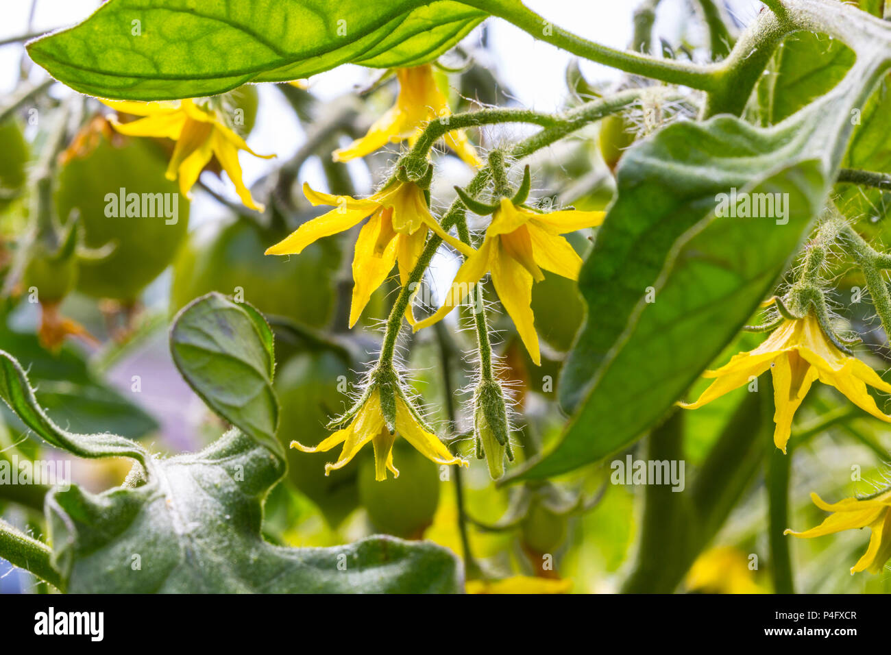 Tomato plant tomato plant flower hires stock photography and images Alamy