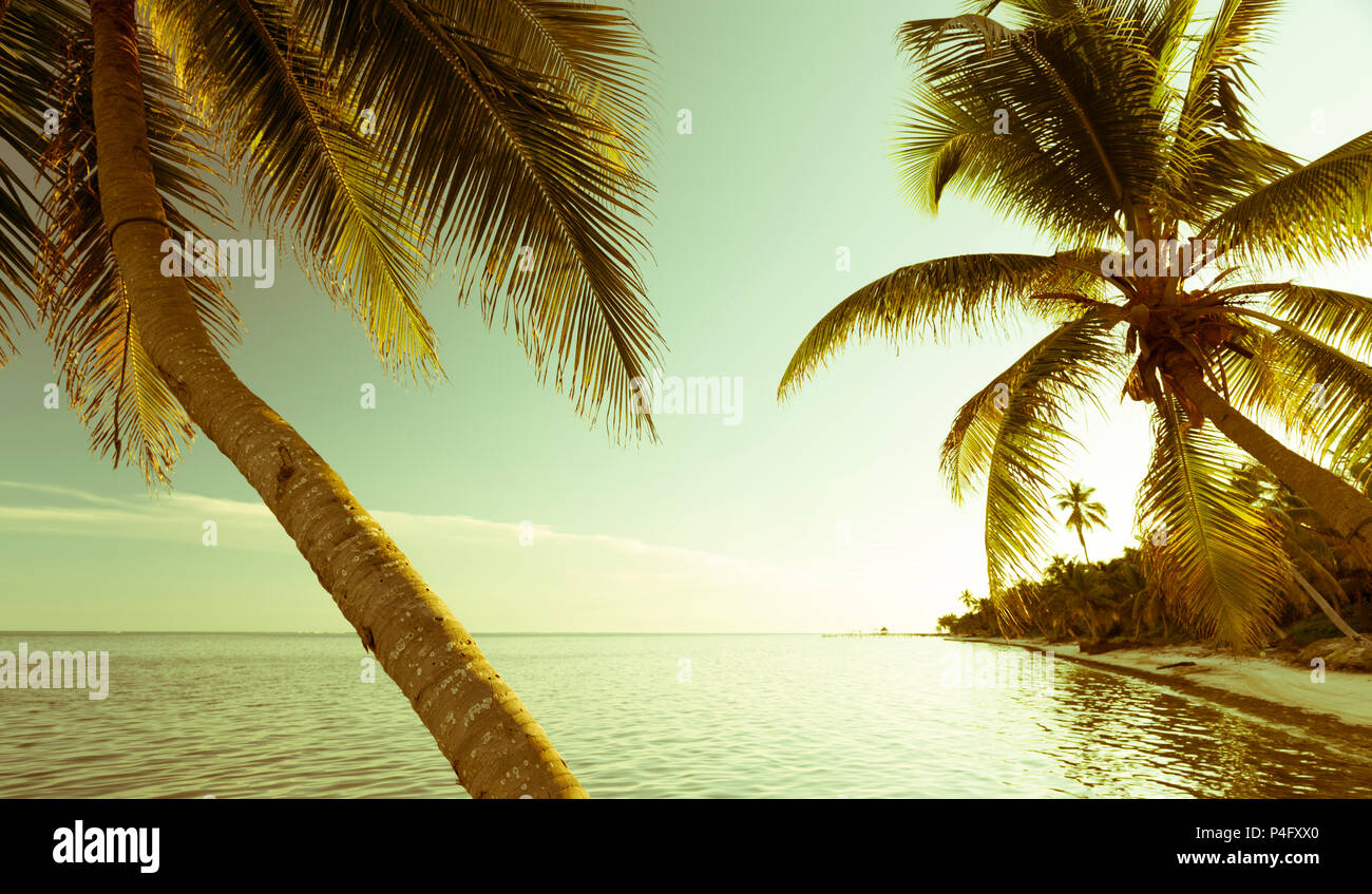 Vintage tropical beach scene with palm trees over the ocean Stock Photo