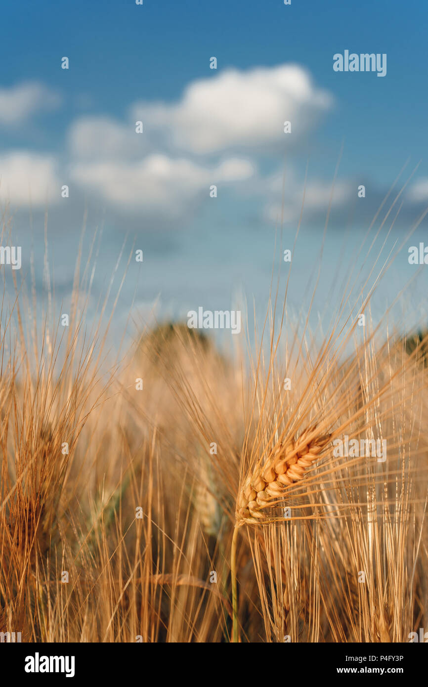 Wheat field and blue sky with clouds above Stock Photo - Alamy