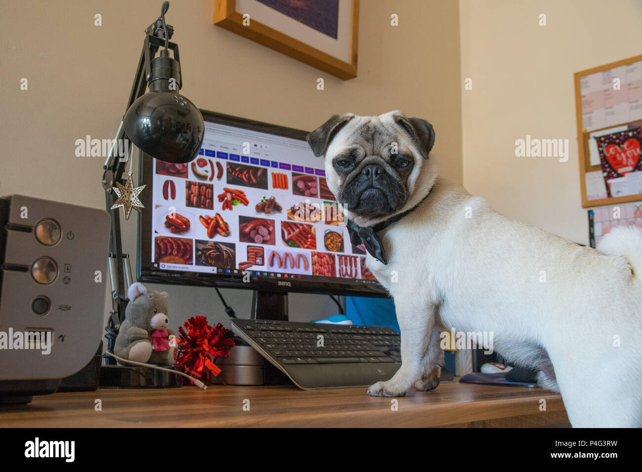 Mousehole, Cornwall, UK. 22nd June 2018. Titan the pug pup was allowed in the office today for international bring your dog to work day. Credit: Simon Maycock/Alamy Live News Stock Photo