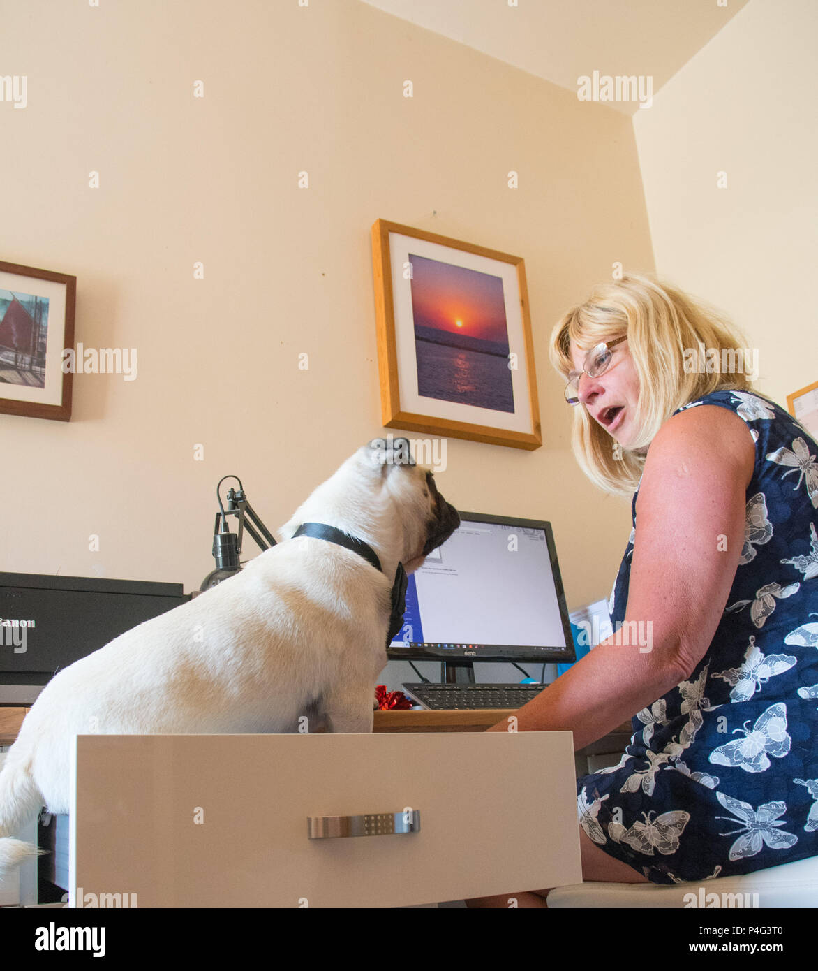 Pug Pup in office looking at owner working at computer Stock Photo