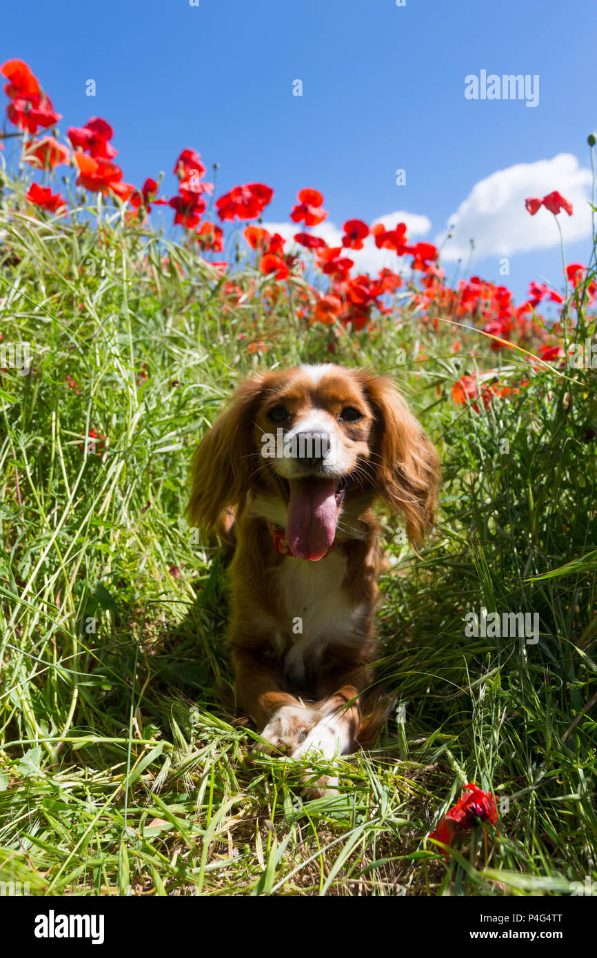 Maidstone, UK. 22nd June, 2018. Cockapoo Pip sitting in a sunny poppy ...