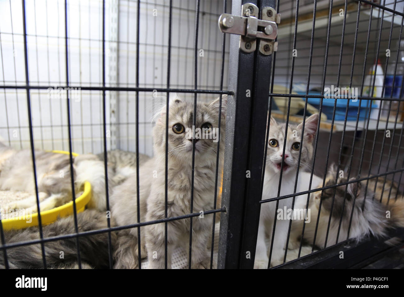 Friday market kuwait hires stock photography and images Alamy