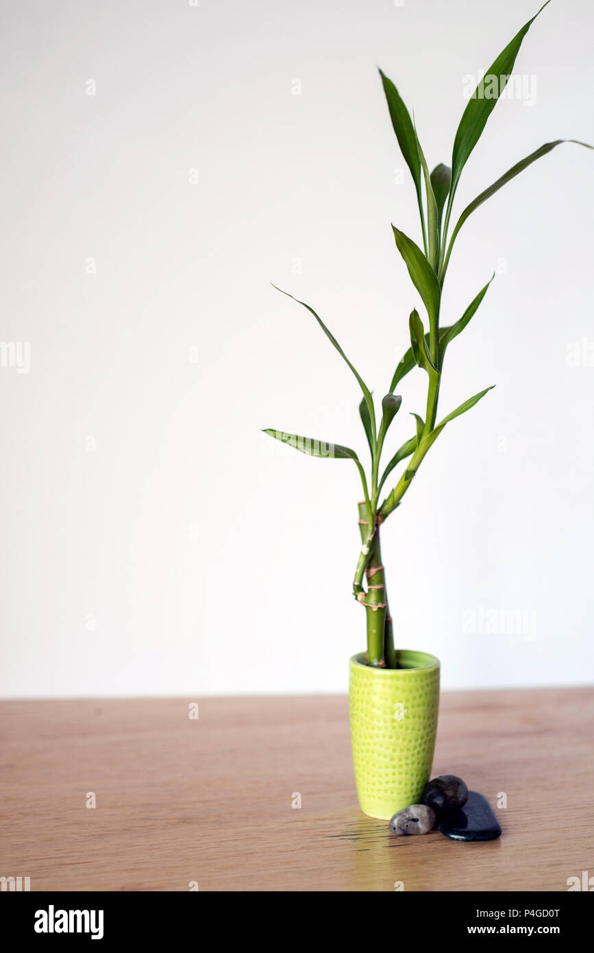 Small Bamboo Plant in a Tiny Green Vase Next to Polished Stones Stock Photo