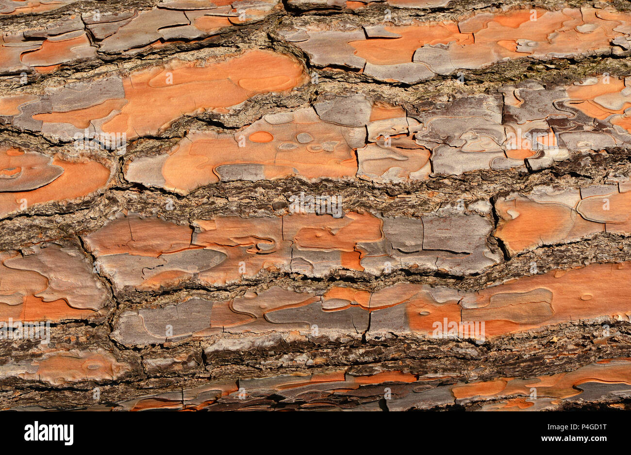 Detail of Maritime pine bark as background Stock Photo