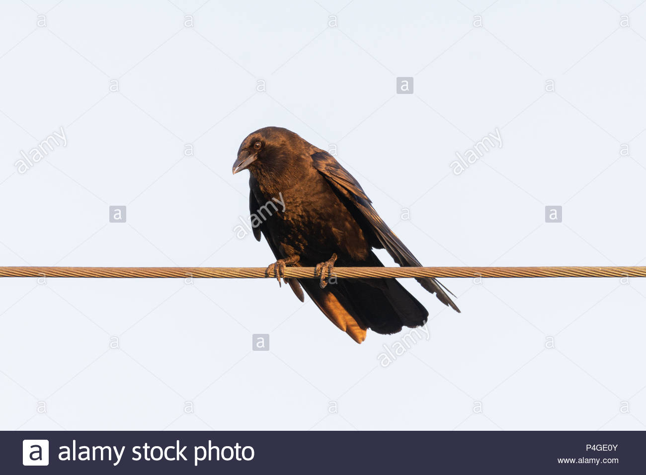 Crow On A Wire Stock Photos Crow On A Wire Stock Images
