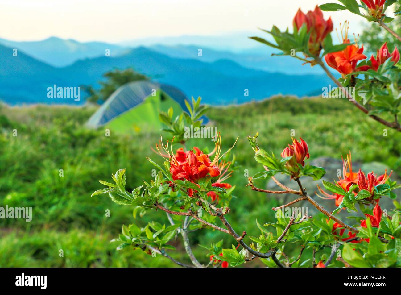 Appalachian Trail Landscape Scenery Roan Mountain Tennessee Stock Photo Alamy