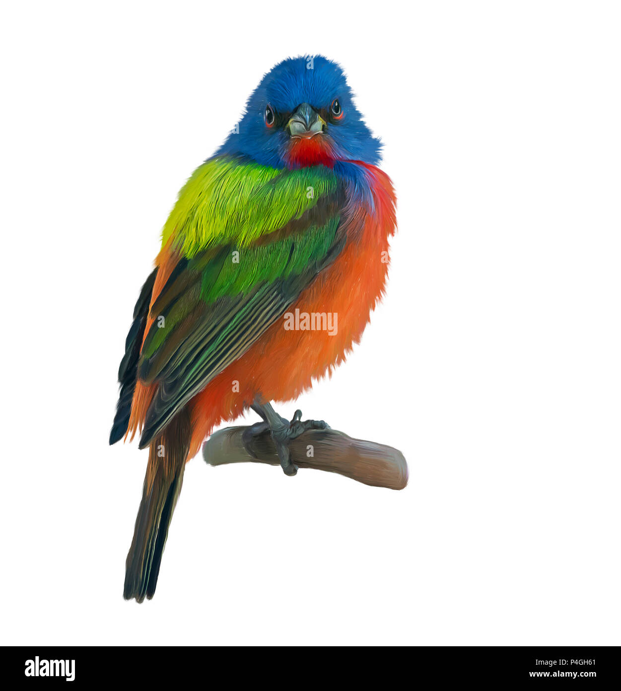 Male Painted Bunting watercolor painting Stock Photo