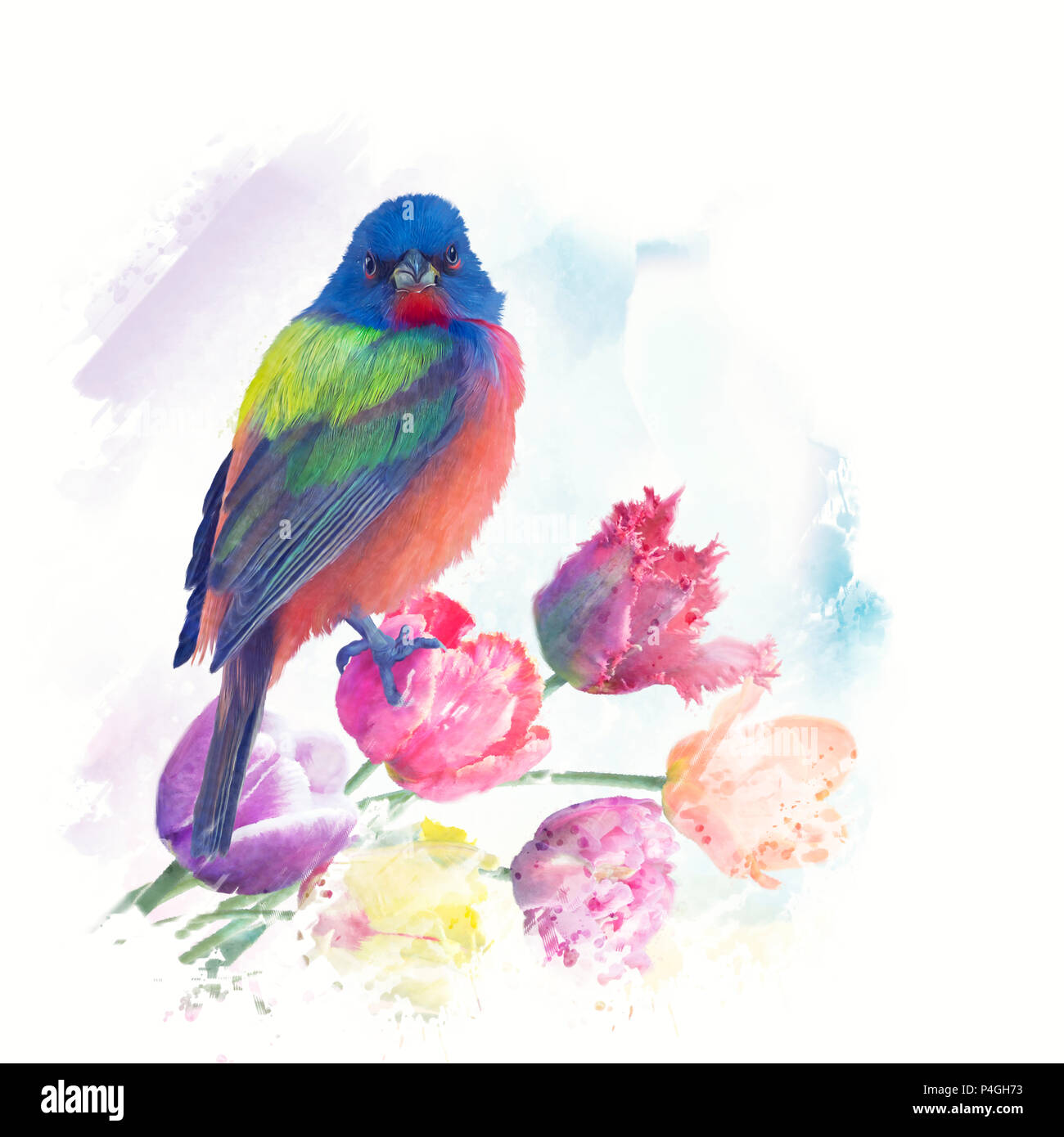 Male Painted Bunting with tulips, watercolor painting Stock Photo