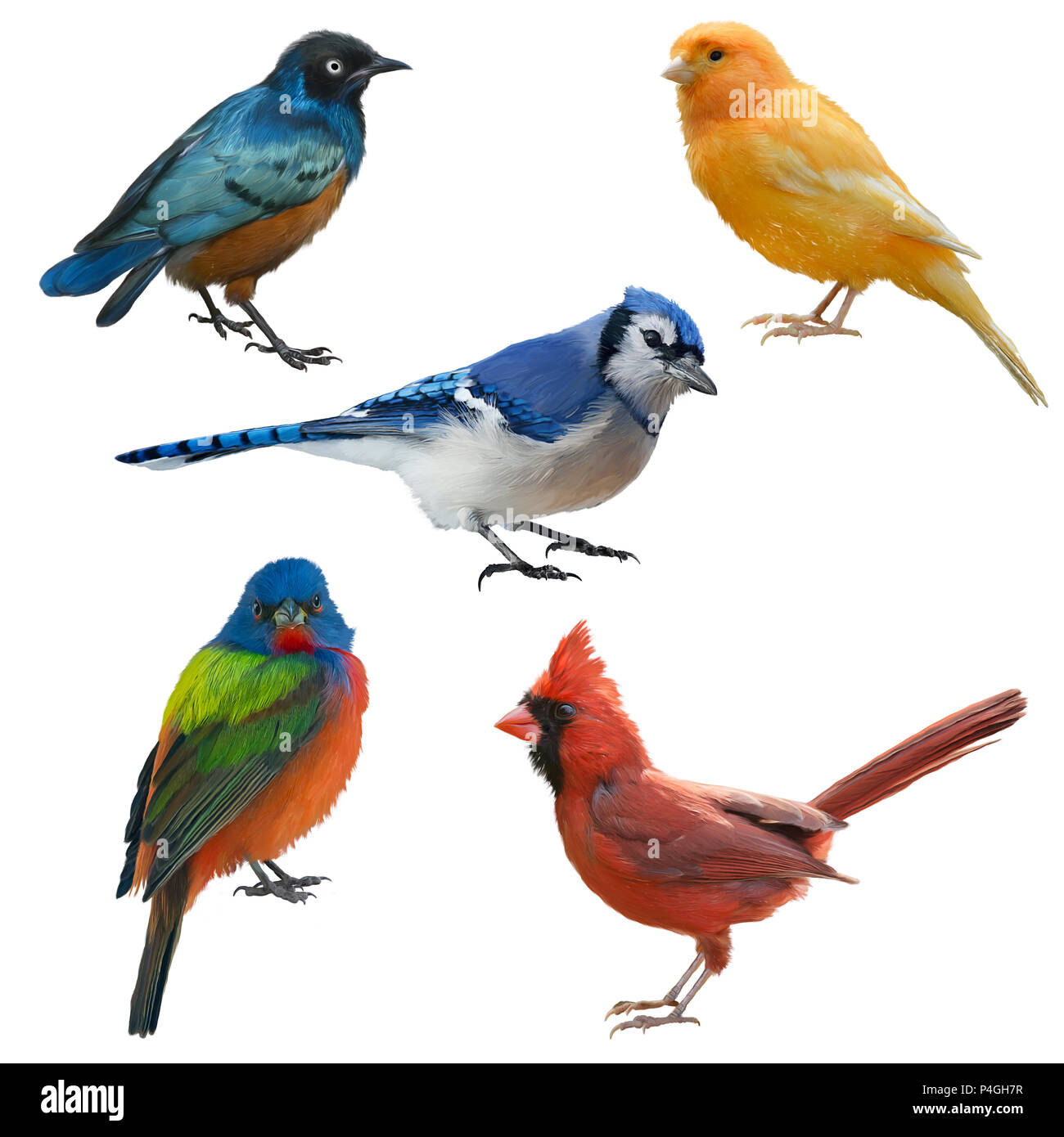 Birds set watercolor painting, isolated on white background Stock Photo