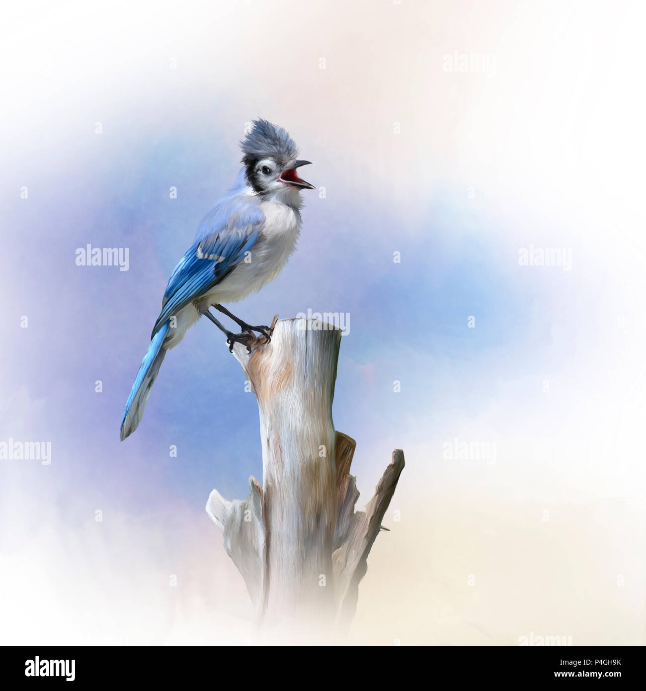 Blue Jay bird perched,watercolor painting Stock Photo