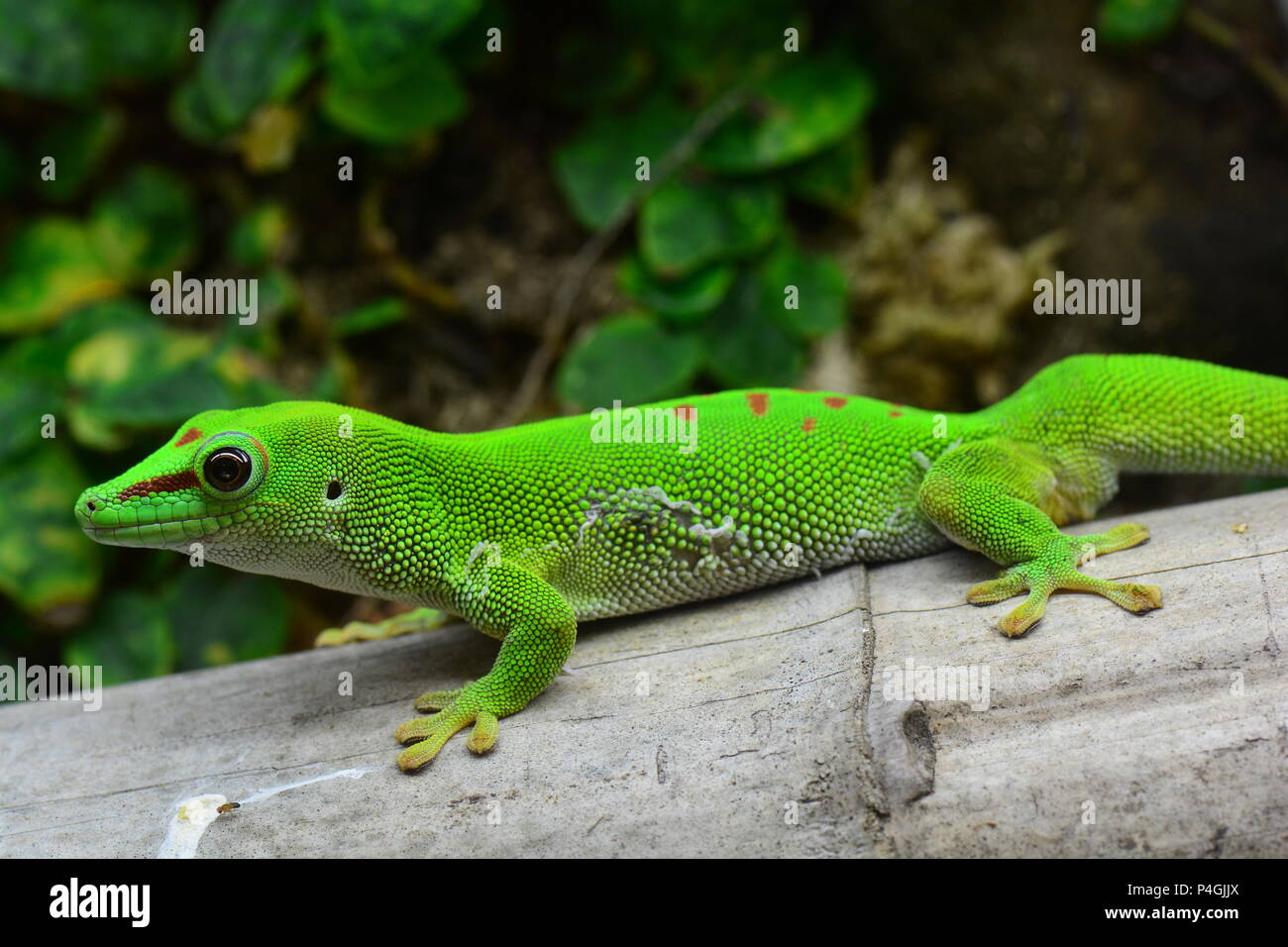 Madagascar day gecko hi-res stock photography and images - Alamy