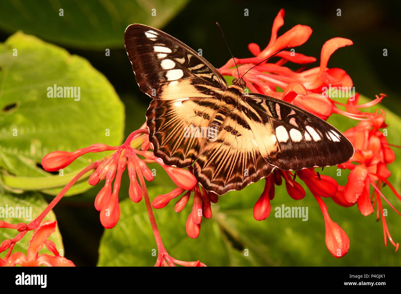 Brown Clipper butterfly Stock Photo