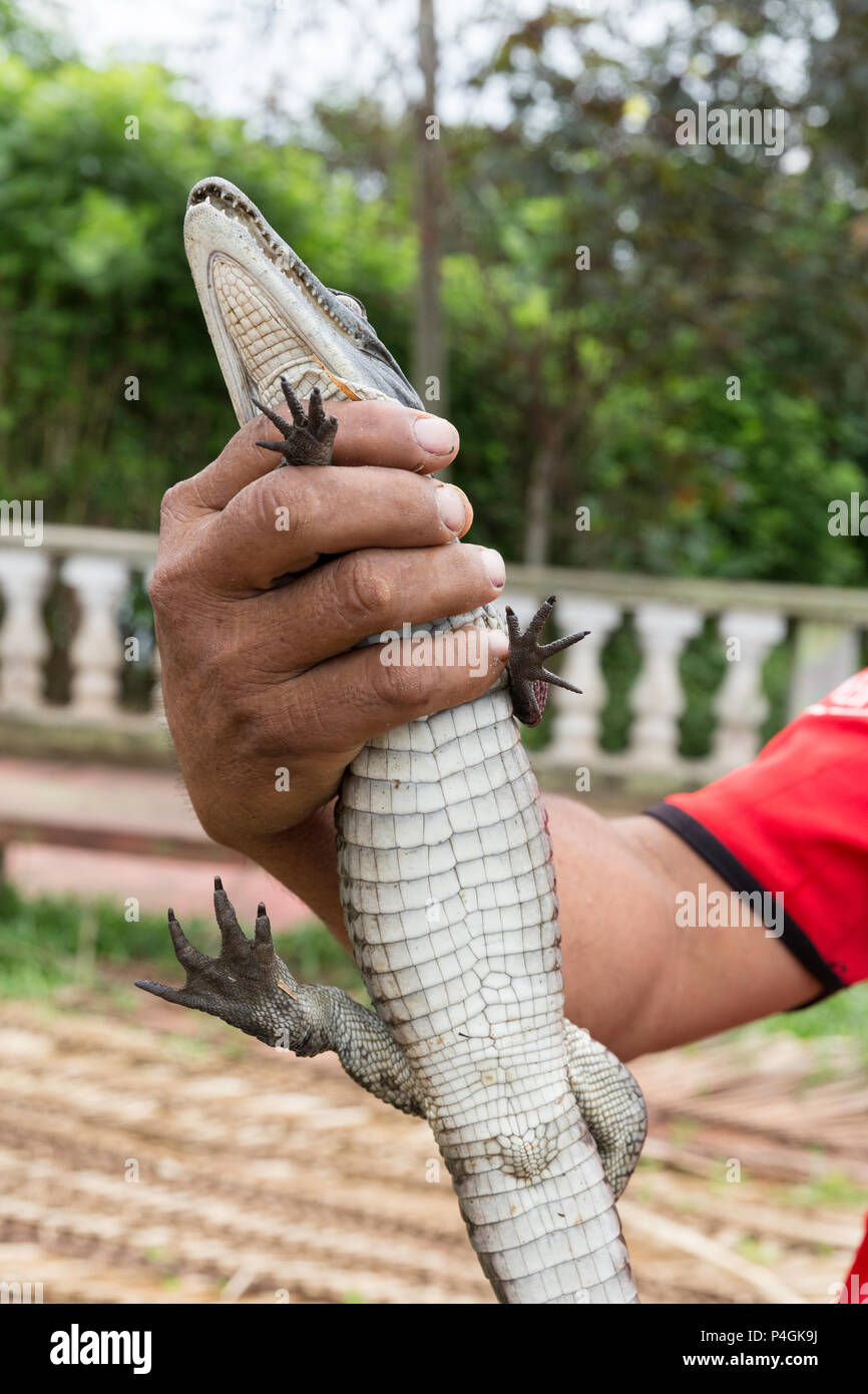 Man with a juvenile captive spectacled caiman, Caiman crocodilus, San Francisco Village, Loreto, Peru Stock Photo