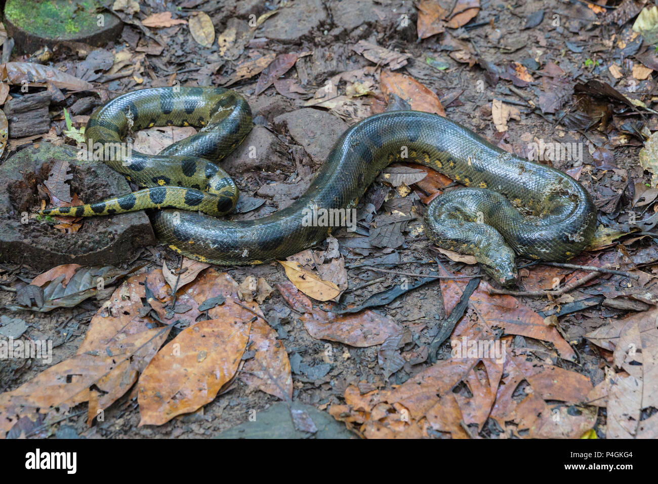 A wild green anaconda, Eunectes murinus, Amazon National Park, Loreto, Peru Stock Photo