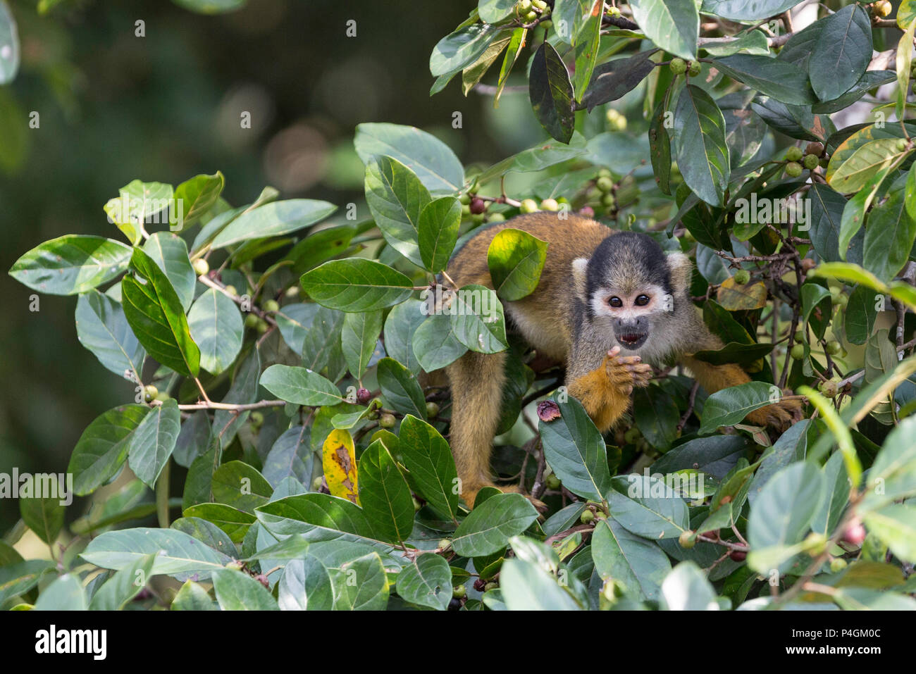 Adult common squirrel monkey, Saimiri sciureus, feeding in the Pacaya ...
