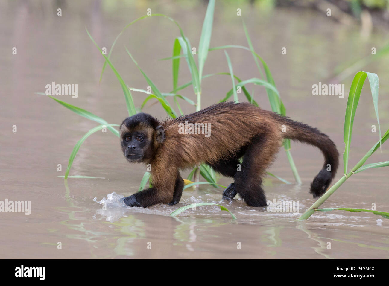 Adult tufted capuchin, Sapajus apella, crossing the water at San Miguel Caño, Loreto, Peru Stock Photo
