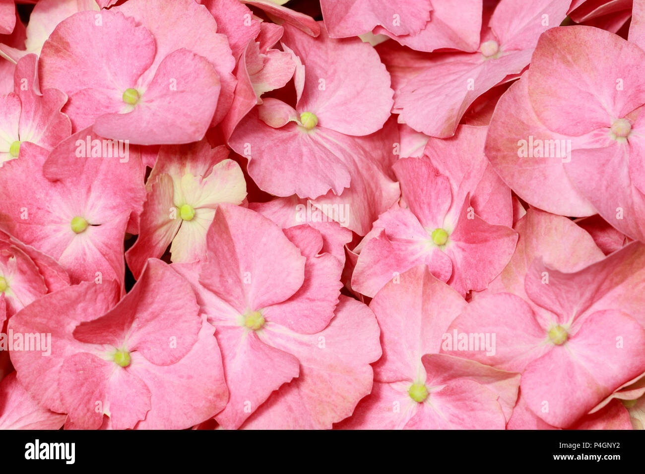 Pink hydrangea flowers hi-res stock photography and images - Alamy