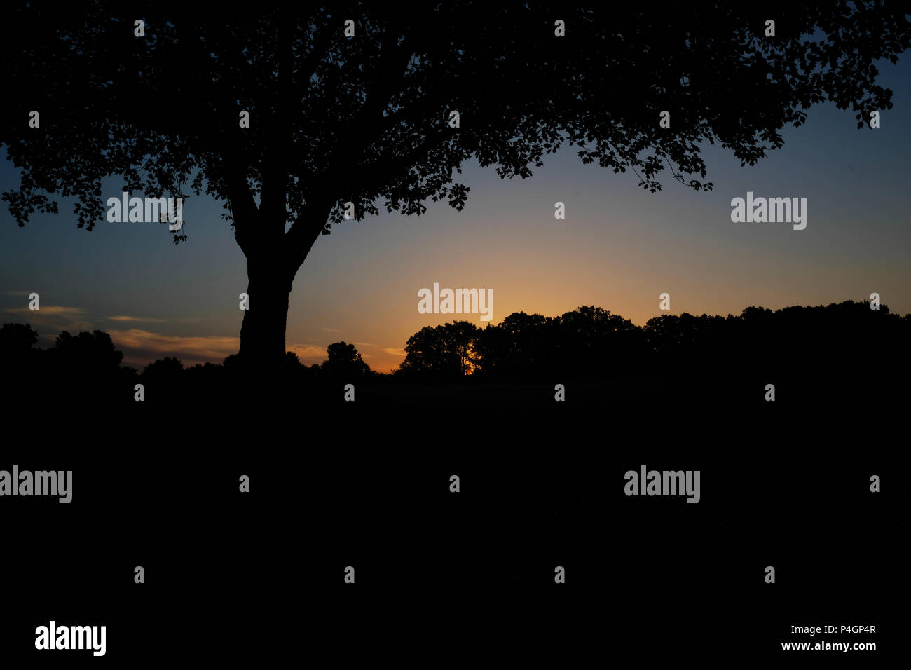 Bottom of a tree canopy silhouetted by the sunrise at Lake Benson Park in Garner North Carolina
