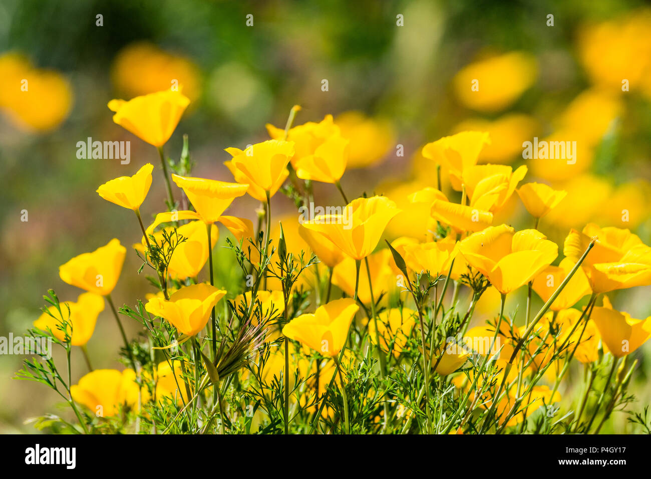 field of Glowing Mexican Gold Poppies close up view near Bartlett Lake in Tonto National Forest Arizona Stock Photo