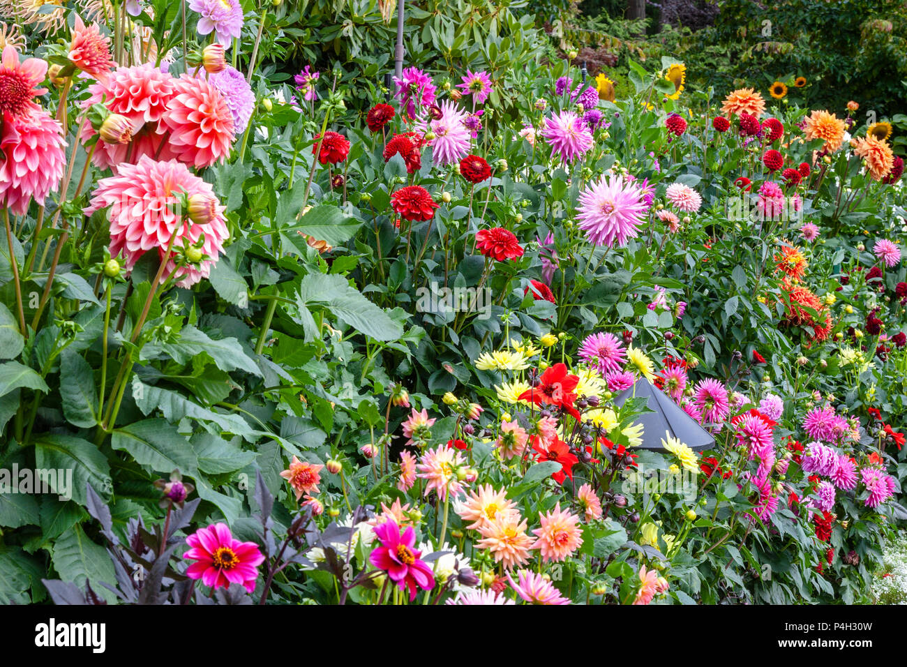 Dahlia in Butchart Gardens in Victoria, British Columbia. Stock Photo