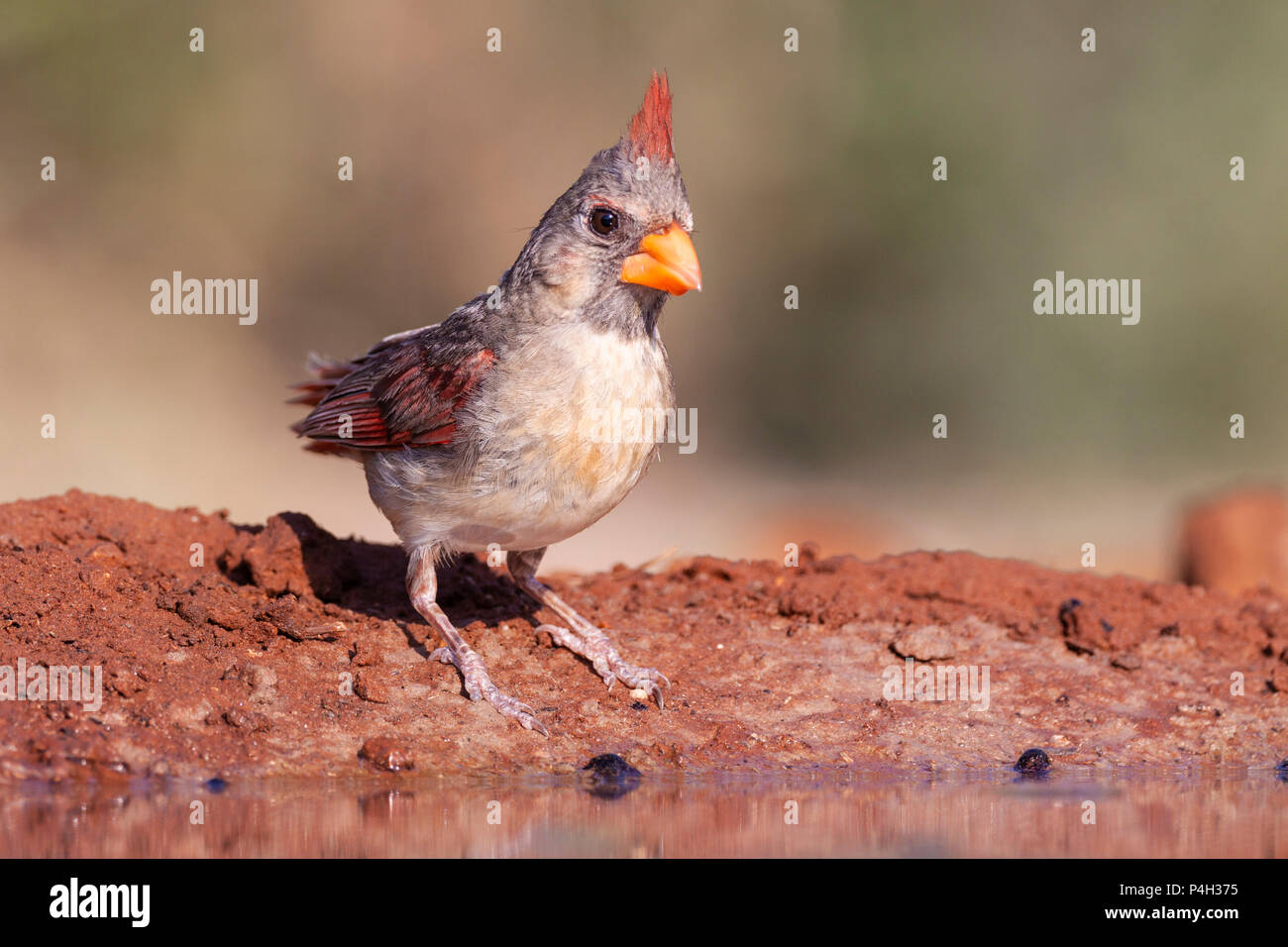 Female Northern Cardinal, Cardinalis cardinalis, looking for water and relief from summer heat, on a ranch in South Texas. Stock Photo