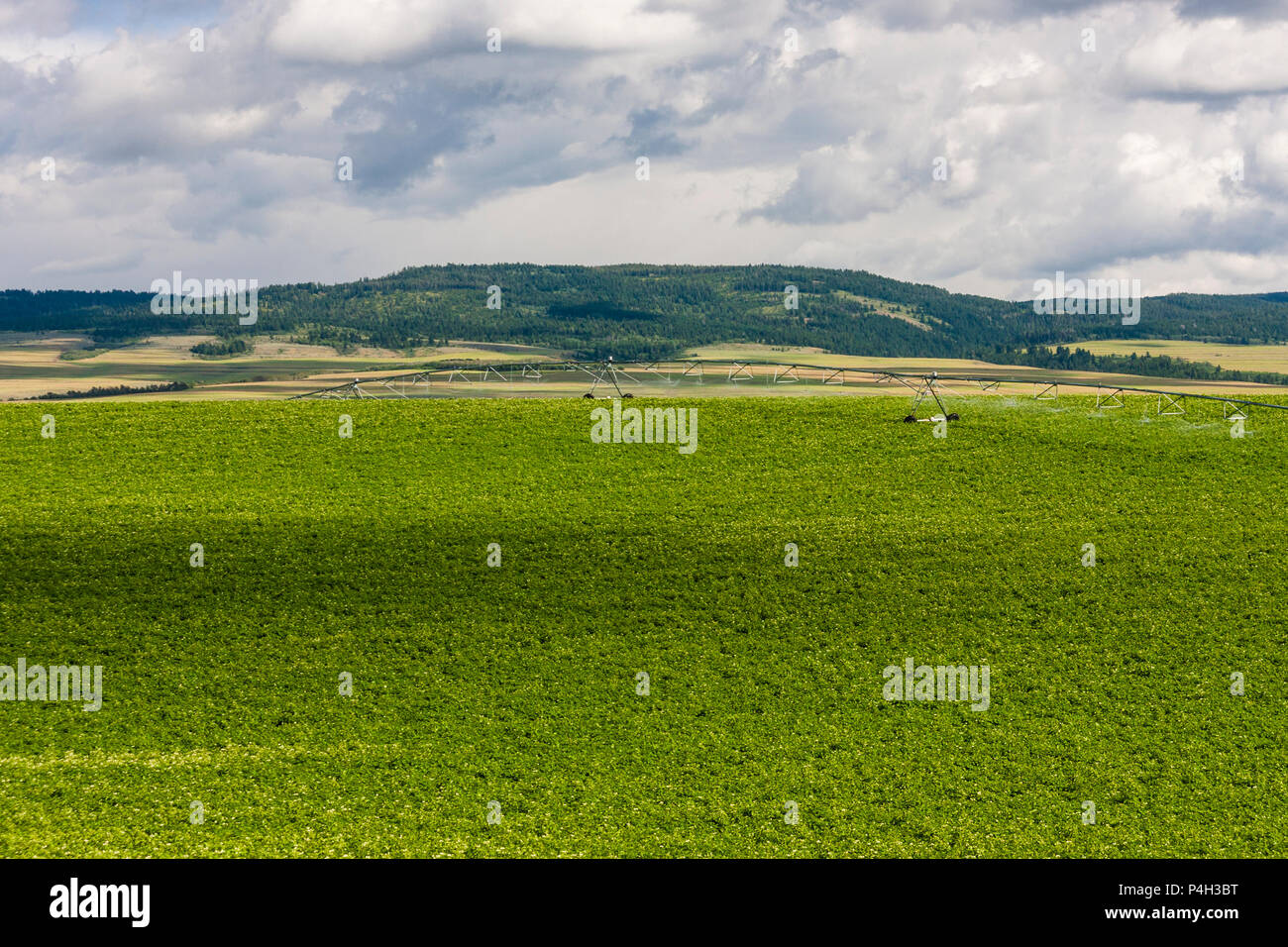 Potato farming in eastern Idaho. Extensive irrigation is required for