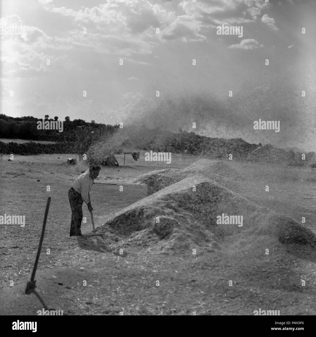 Winnowing wheat Black and White Stock Photos & Images - Alamy