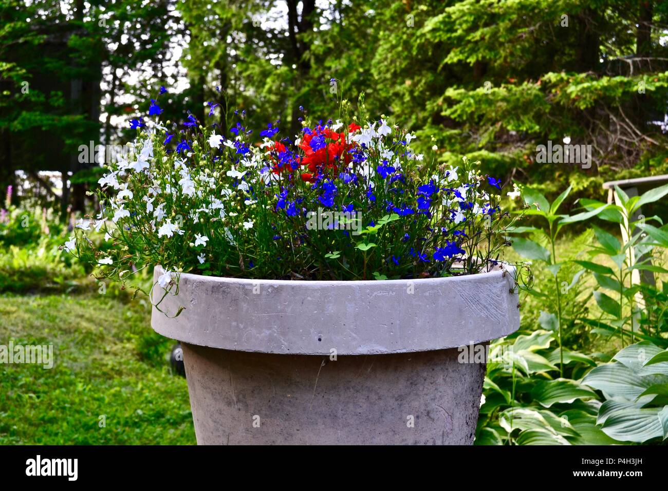 blue and white lobelia flowers in large clay pot in outdoor garden Stock Photo