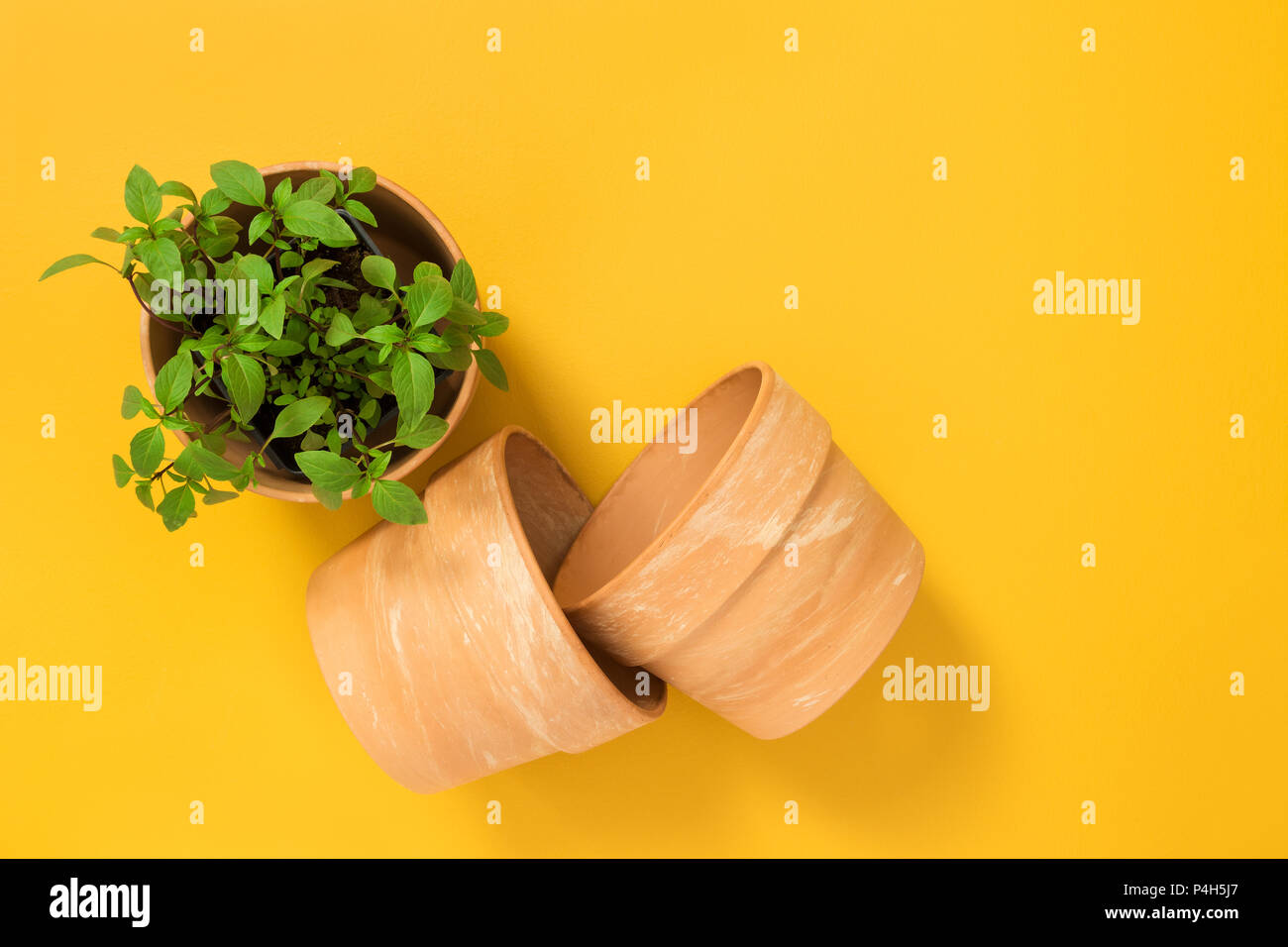 Basil plant growing in a pot. Kitchen herbs and clay pots on yellow