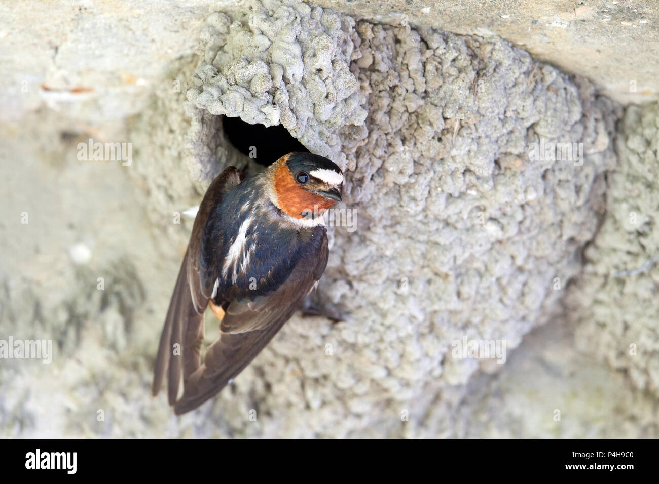 Cliff Swallow at Nest Stock Photo Alamy