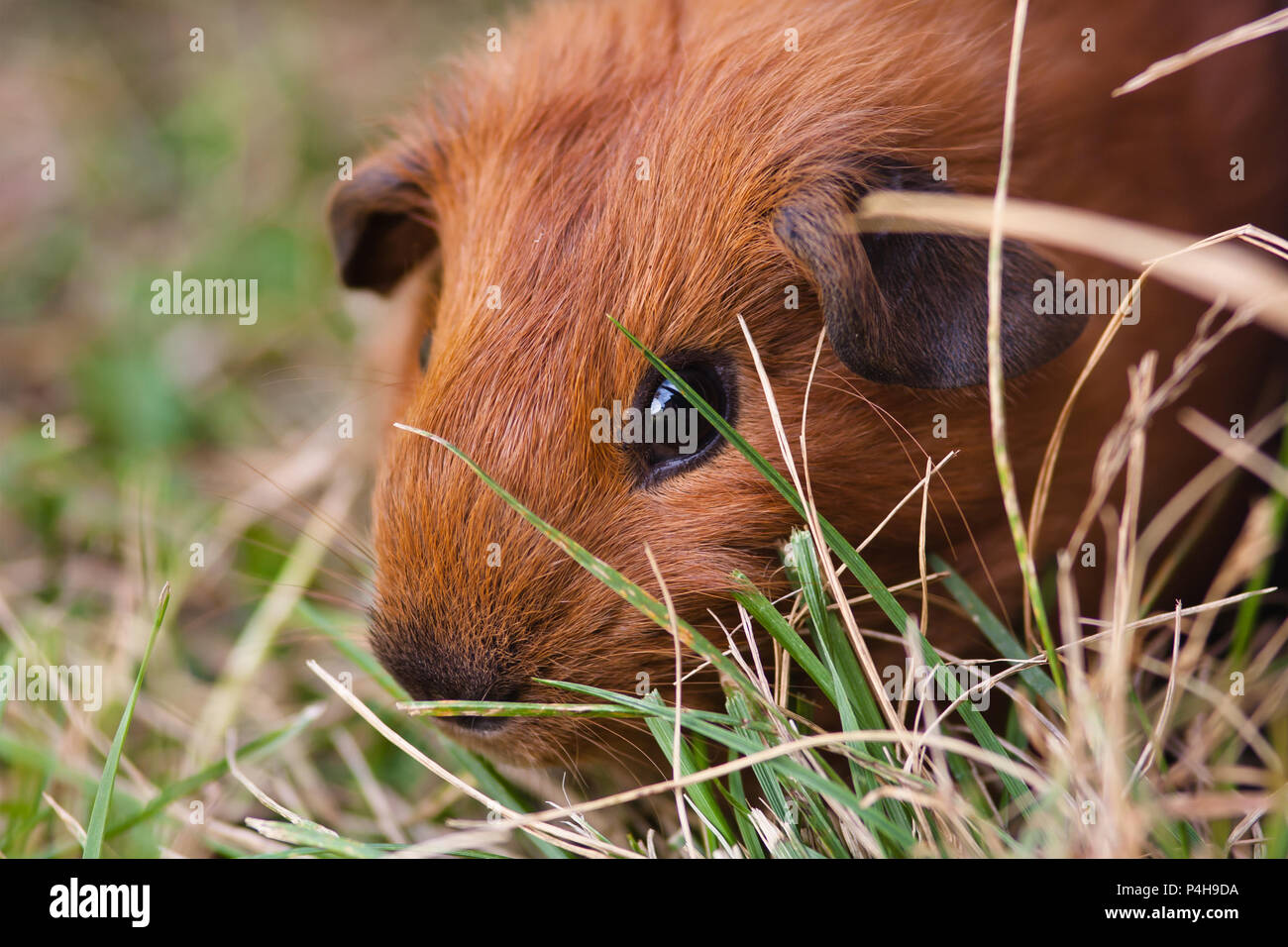 Picture of Guinea pig grass hi-res stock photography and images - Alamy