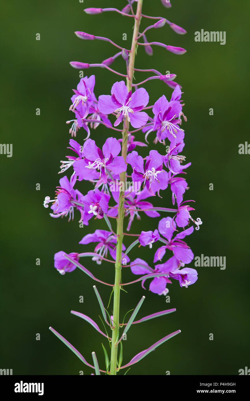 flowers of willow-herb (Ivan-tea) on green blurred background Stock Photo