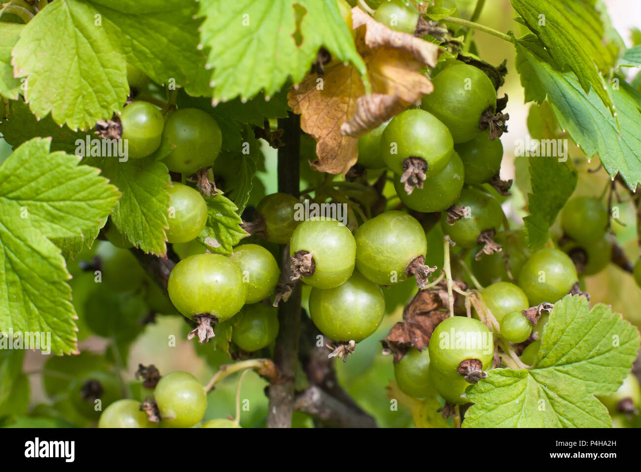 unripe berries of black currant in the garden Stock Photo