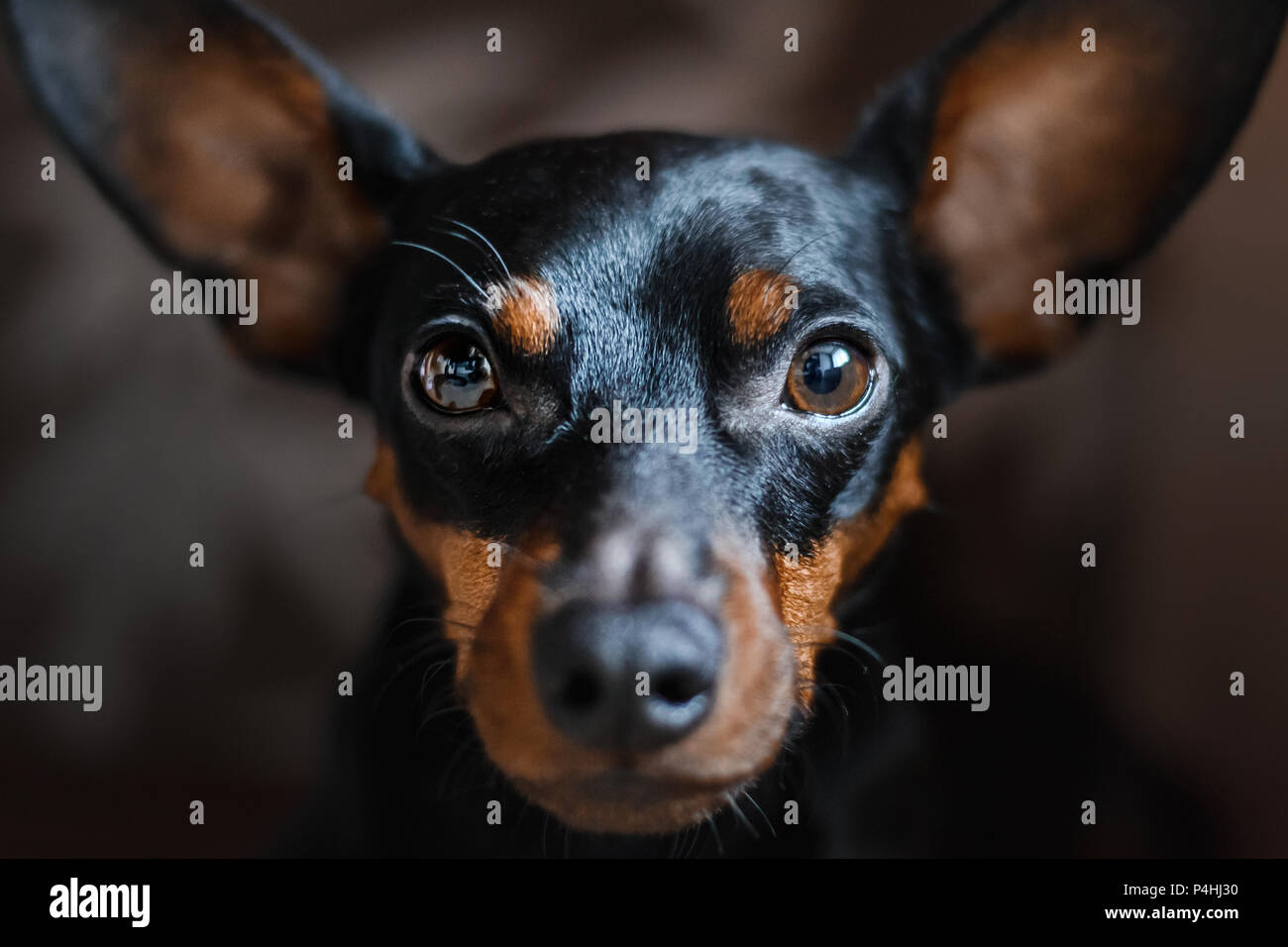 a portrait of a dog of a miniature pinscher, looks sadly into the camera. Selective focus on the eyes. Stock Photo