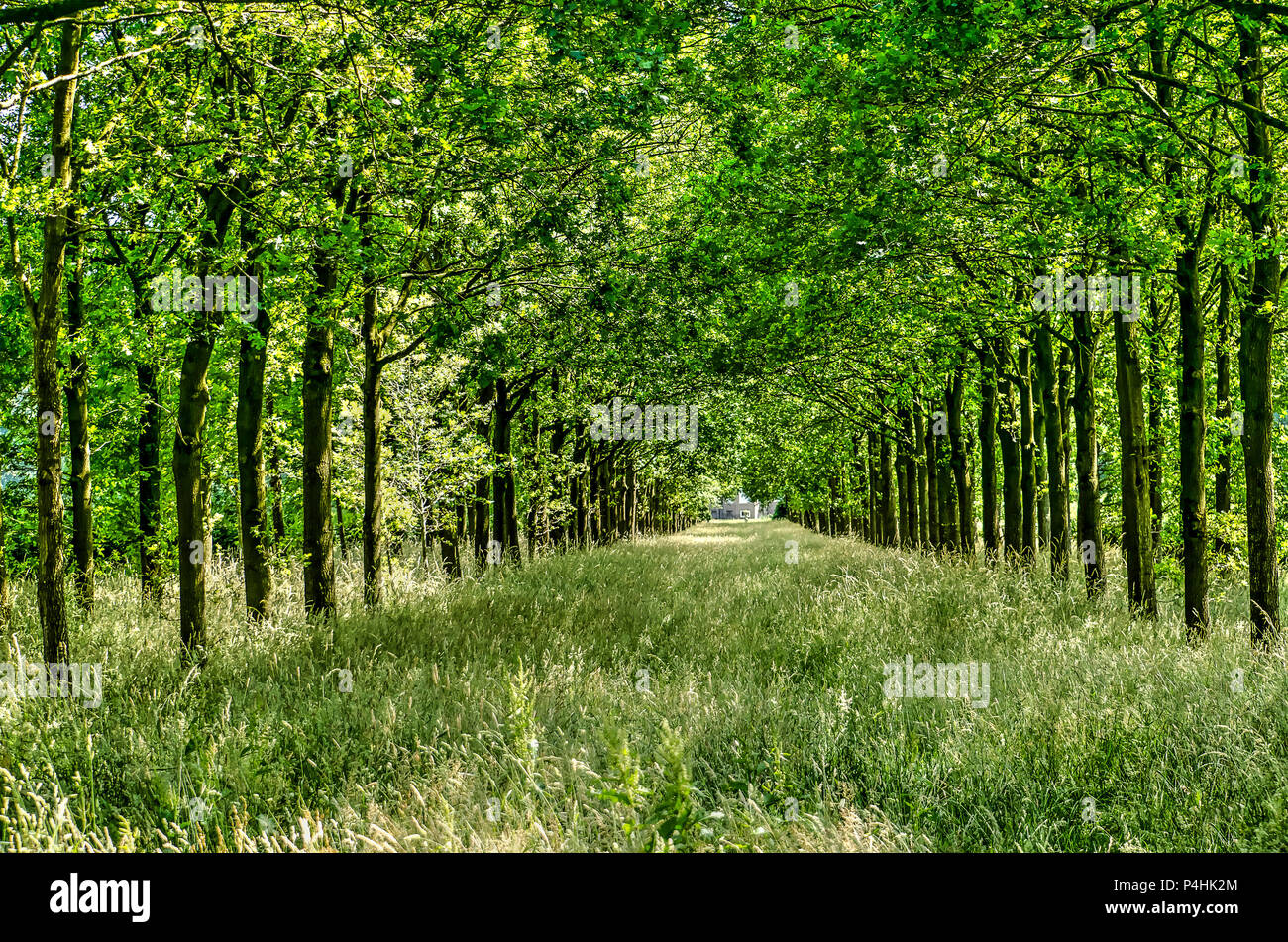 Tall grass growing on a tree lined avenue in the rural landscape near