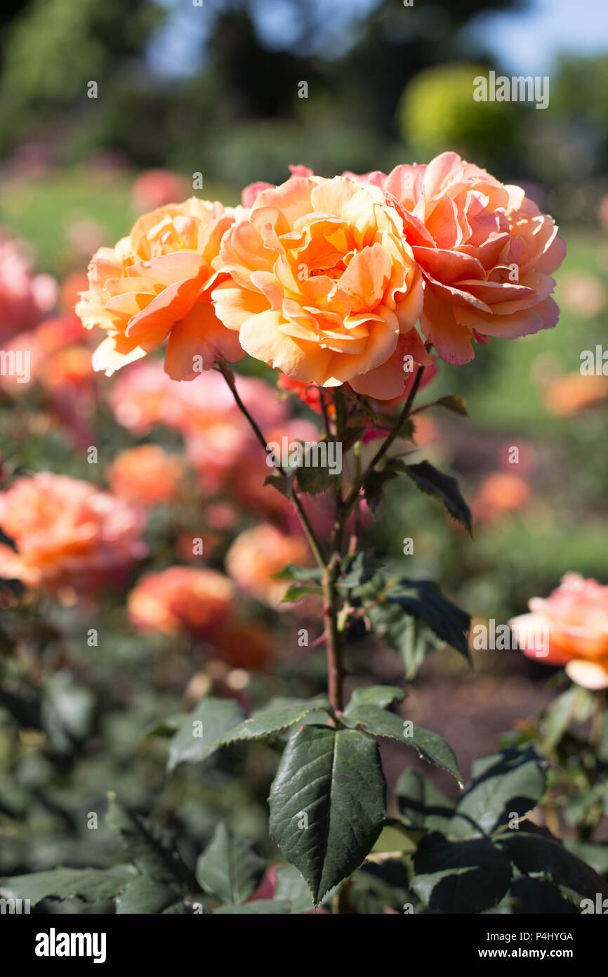 About Face Hybrid Tea roses at Owen Rose Garden in Eugene, Oregon, USA. Stock Photo