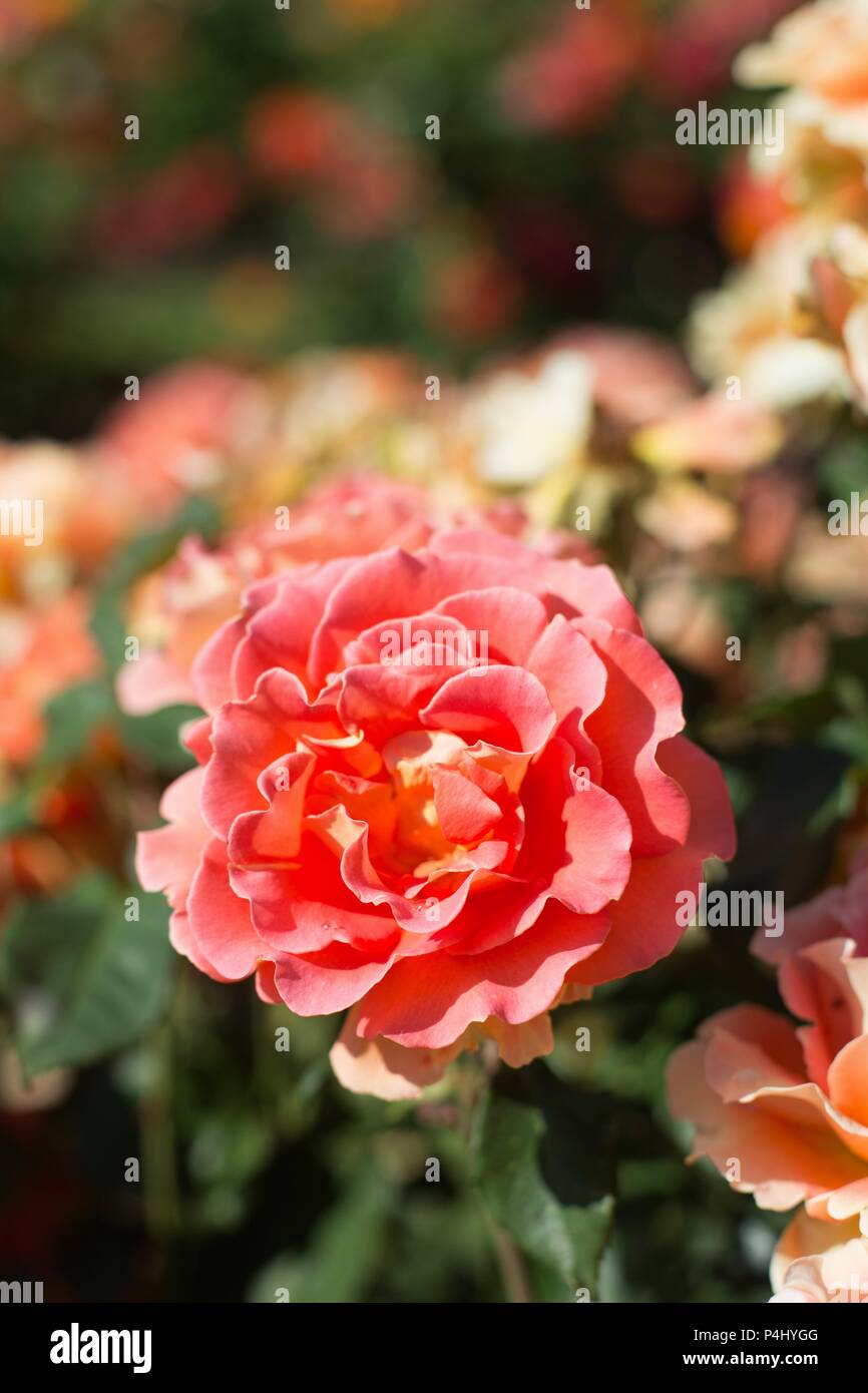 The Rose Garden Album Wikipedia The Rose Garden Album Wikipedia