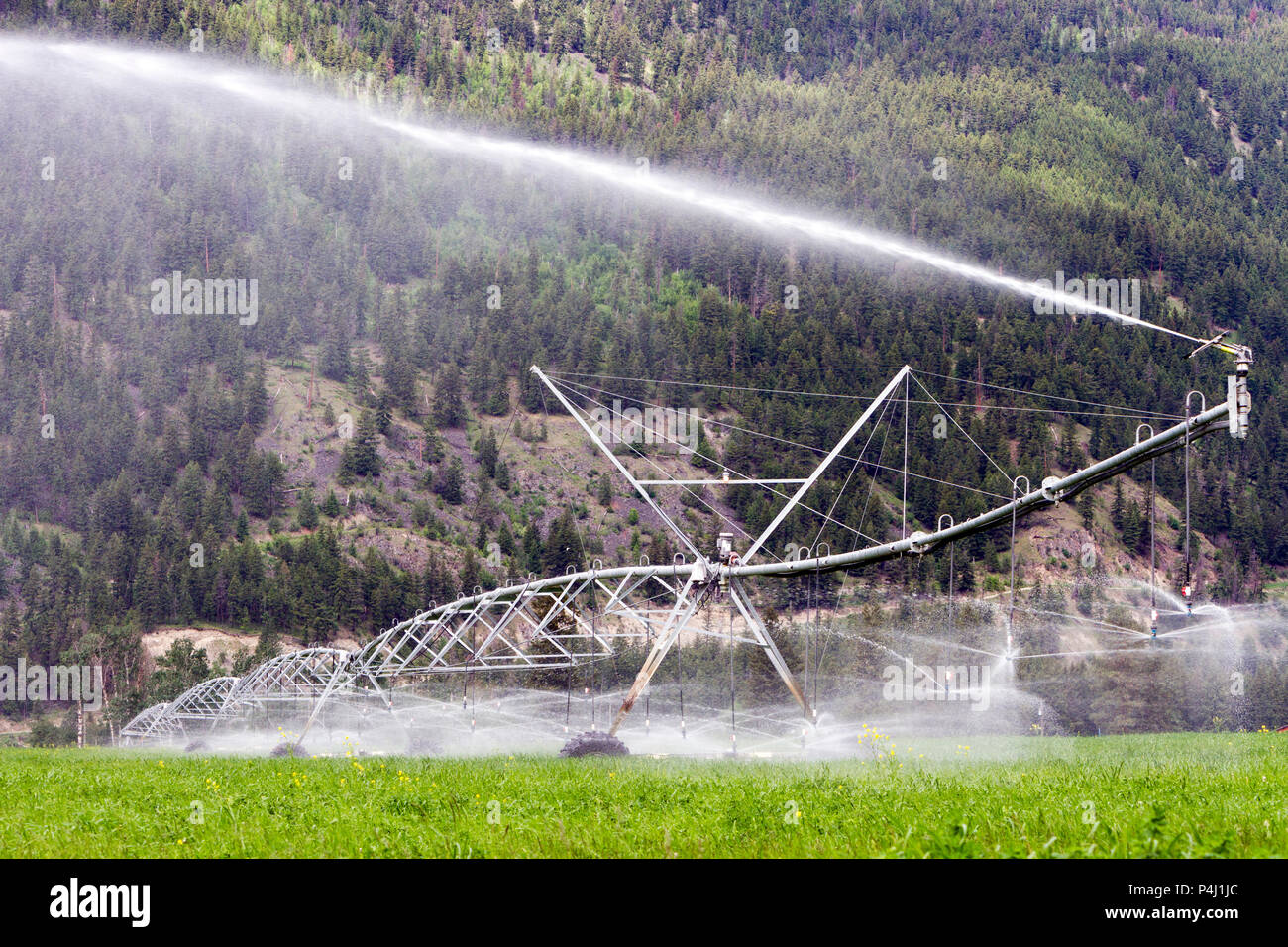 Center pivot irrigation equipment watering an alfalfa field in Kamloops
