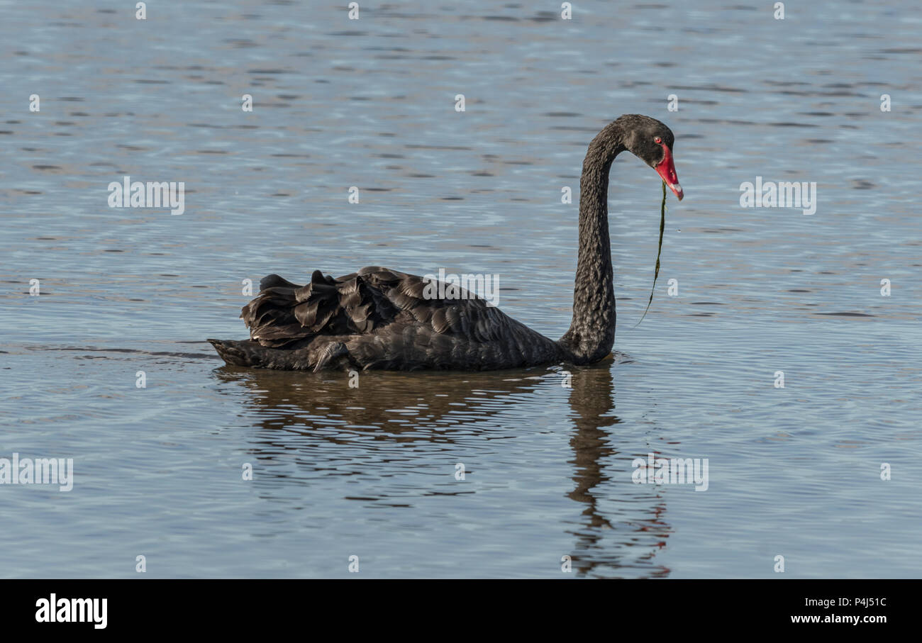 Black australian swan hi-res stock photography and images - Alamy