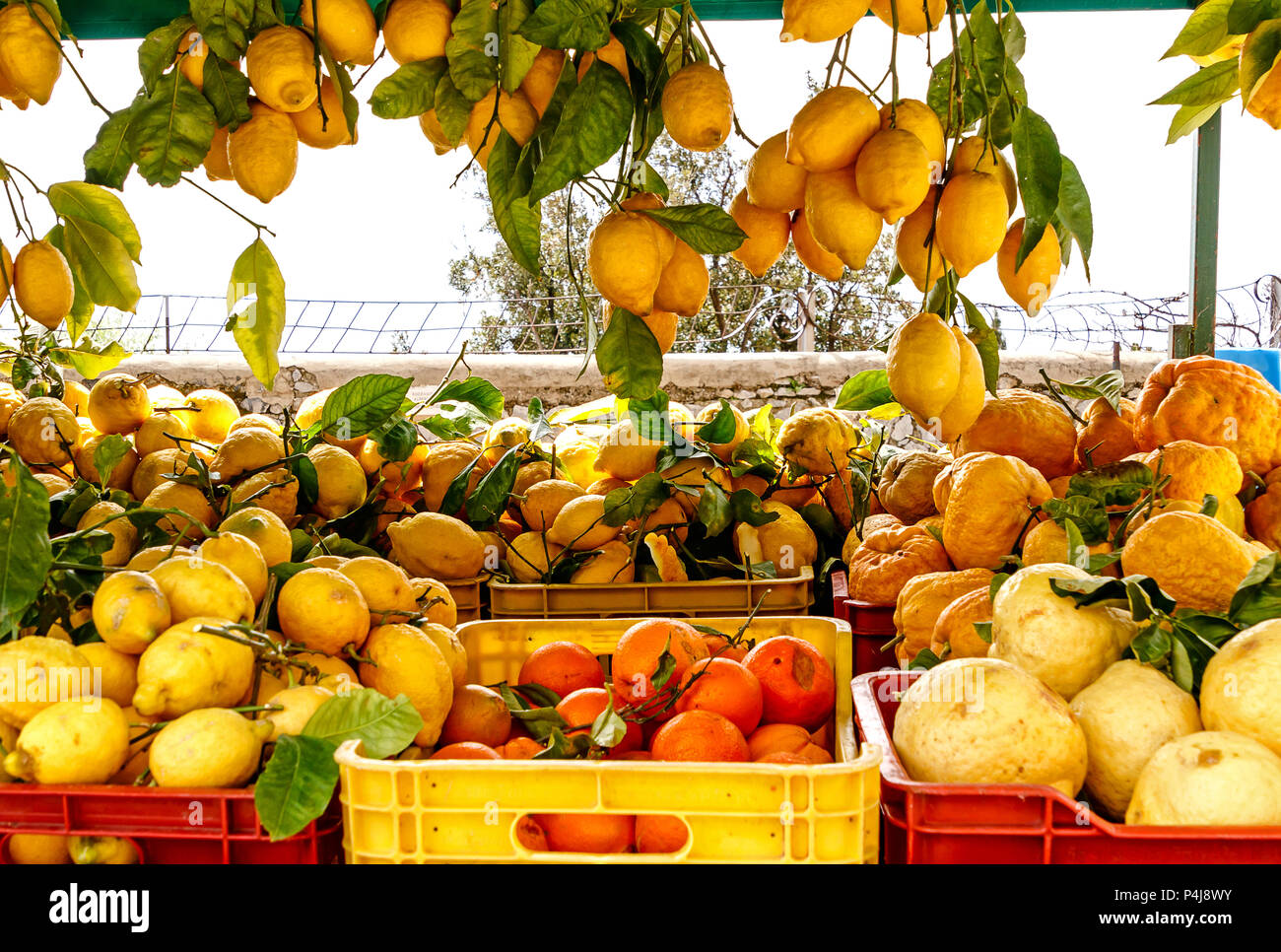 Delicious Italian lemons at Amalfi coast, Italy Stock Photo